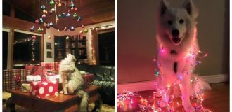 30 ярких примеров того, как домашние любимцы создают неоднозначный новогодний уют (31 фото)