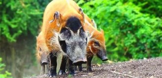 Ordinary bush pigs cause 50 million dollars in damage to the people of Africa every year! (9 photos)