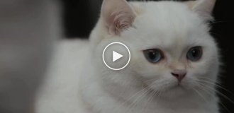 Забавная реклама автомобиля