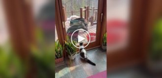 Страшнее кошки зверя нет