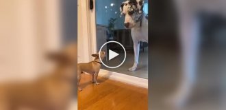 When you're only brave behind glass