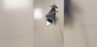 Кумедний костюм для папуги