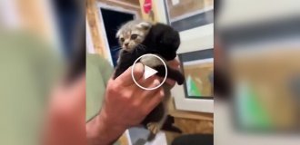 Котенок не хочет покидать приют без своего брата