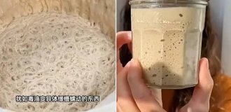 In China, people began to keep yeast as pets (4 photos + 1 video)