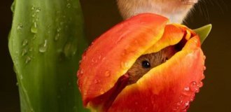 Євразійська миша-малютка - наймініатюрніший гризун у світі (9 фото)