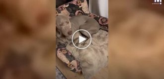 Четвероногие «разрушители»: собаки разорвали кровать в доме