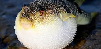 Poison without an antidote – what’s so special about fugu fish (7 photos)