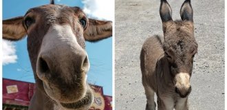 Дикие ослы Оатмана, которые каждое утро приходят к людям, а на ночь возвращаются в горы (23 фото + 1 видео)