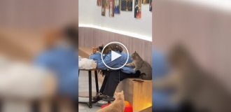 Cats keep an eye on a woman who fell asleep in a cafe