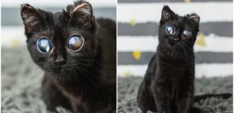 Погляд на мільйон: кошеня із зовнішністю прибульця перемогло страшну хворобу (3 фото)