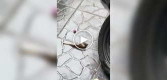 Рак-отшельник использовал игрушку в качестве домика