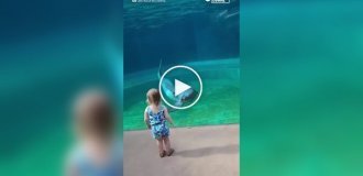 Необычная встреча: Маленькая девочка и дельфин