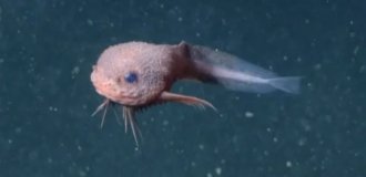 Улыбчивый морской монстр: на глубине более 3 км обнаружена очаровательная рыба (5 фото + 1 видео)