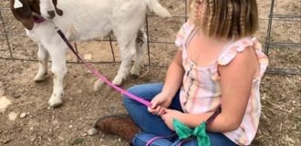 In California, an 11-year-old girl will be paid $300,000 for a kid goat that was seized by police and taken away for slaughter (2 photos)