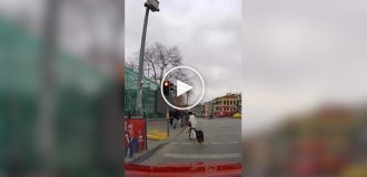 A dog interfered with a car for several minutes Drive by