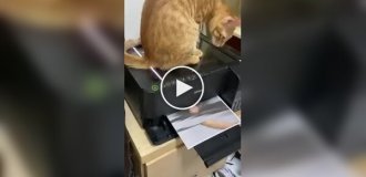 The cat scanned and printed his image