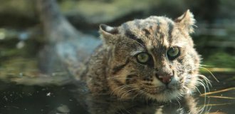 Fishing Cat: He Broke Conventional Ideas about Cats and Became an "Amphibian" Hunting in Water (11 photos)