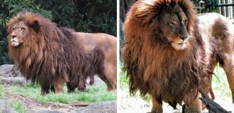 Overheating and dependence on females: how do lions pay for their gorgeous mane? (7 photos)