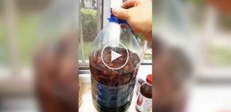 Домашнее вино устроило неожиданный фонтан на кухне