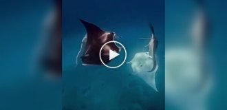 The unique courtship ritual of stingrays