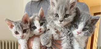 Кудрявые котята, похожие на плюшевые игрушки, не оставляют равнодушными никого (11 фото)