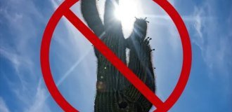 A Dangerous Plant: The City Mayor Banned Growing Cacti in Buildings (3 photos)