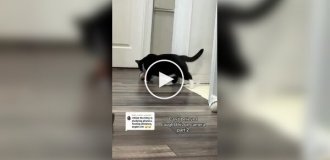 Кот придумал себе игру