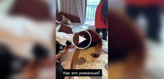 У Китаї червоних панд використовували як будильник в готелі