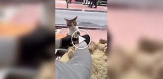 Кот пришел без денег, но его накормили
