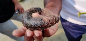 Cucumaria: the strangest seafood you can eat (6 photos)