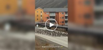 Сходка диких гусей на трассе в Шпицбергене