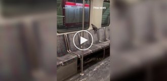 Голубь прокатился в американском метро