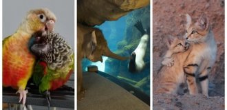 25 емоційних серцевих кадрів, від яких теплішає на душі (26 фото)