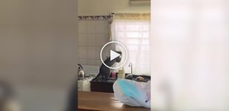 Пушистый любитель чужих ссор