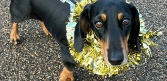 Сотни такс на прогулке (9 фото)