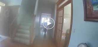 Хорошо воспитанный пес