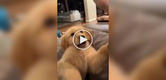 Из жизни золотистых ретриверов