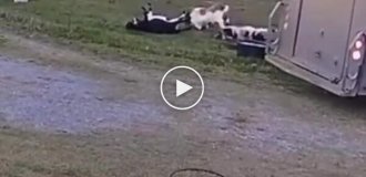 Козы, падающие в обморок