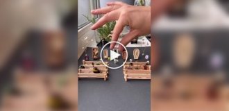 Crazy hobby: a guy organizes a funeral for insects caught in his house