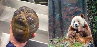 10 photographs of wildlife that will surprise anyone (11 photos)