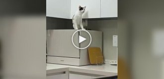 Попытка кошки почесаться