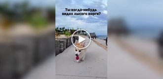 Как выглядит лысый корги