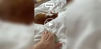 Funny reactions of cats to food