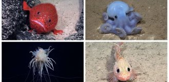 Sea toad, spaghetti monster and ghost octopus: scientists have found new inhabitants of the deep (14 photos + 1 video)