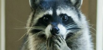 100 Coolest Raccoon Photos of All Time (101 Photos)