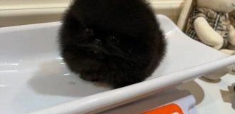 You Have to See This: Pomeranian Puppies Getting Weighed (10 Photos)