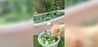 Главный любитель огуречных попок