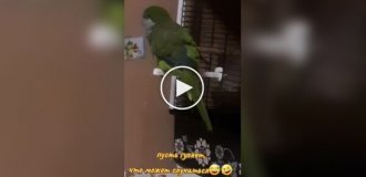 Попугай погулял с курами