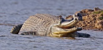 Гавиал: зачем речному монстру жуткий нарост на морде? (10 фото)