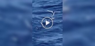 Flying fish